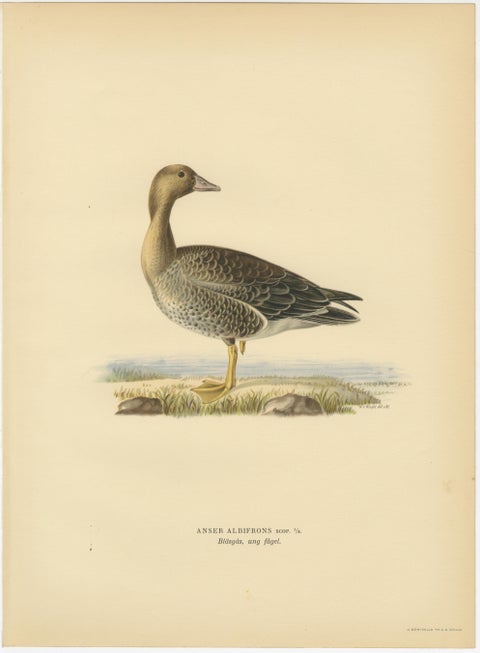 Vintage Scandinavian Ornithology Lithographs, Geese of Northern Europe, 1929, view 4