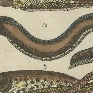 Set of 3 Antique Fish Prints, Moray, Sea Lamprey, Electric Eel, 1832, close-up 2