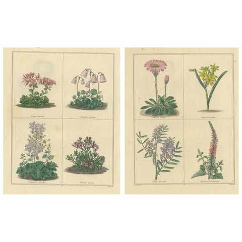 Pair of Victorian Botanical Flower Prints by B. Maund, London circa 1836