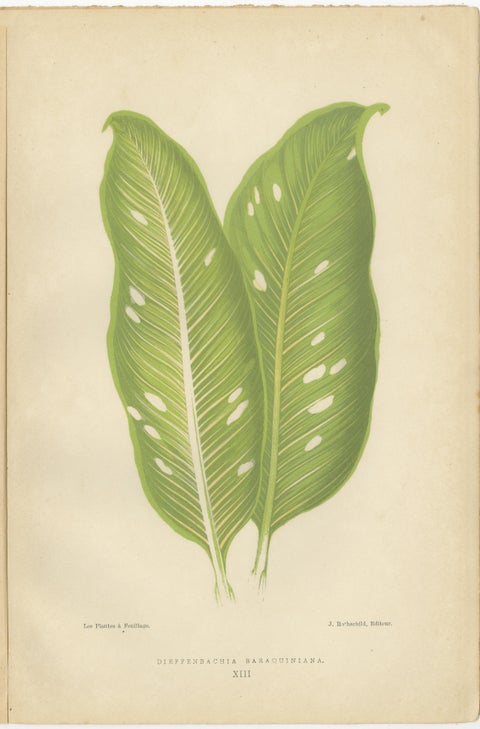 Vibrant Elegance: Botanical Illustrations of Foliage from 1880 Paris, view 5