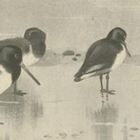 Antique Bird Print of Birds on the Seashore Made After A. Thorburn, 1896, close-up 2