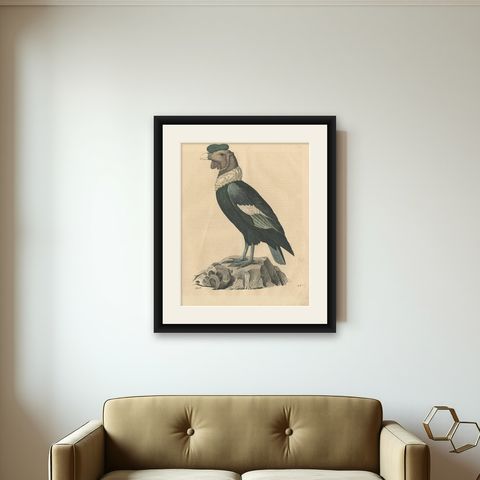 Condor Vulture Antique Lithograph Print, 1847, Detailed Ornithology, shown framed on a wall