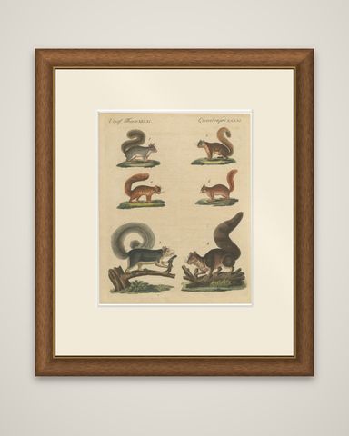 Antique Hand-Colored Engraving of Squirrels and Rodents, Quadrupeds - circa 1800, shown framed