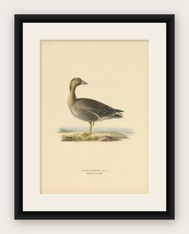 Antique Bird Print of the Female White-Fronted Goose, 1929, shown framed