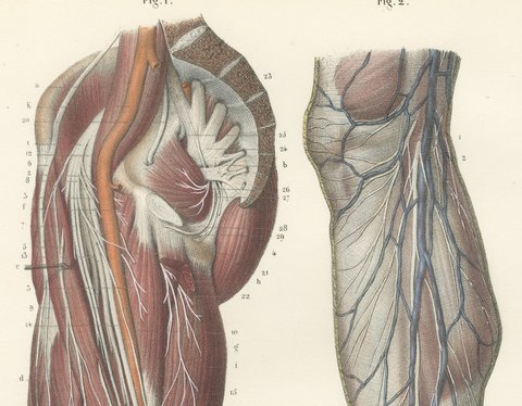 Nerves of the Hip and Lower Limb, Antique Hirschfeld Anatomy Print, 1866, view 3