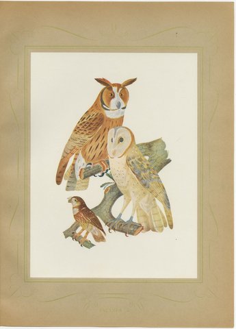 Striped Owl, Barn Owl and Pygmy Owl, Brazilian Bird Print, Descourtilz, 1944, view 2