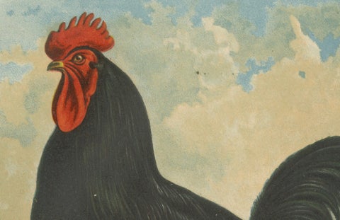 The Elegant Langshan - A Rare 19th Century Poultry Lithograph, close-up 4