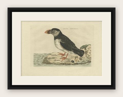 Alca arctica, Antique Atlantic Puffin Print by Nozeman & Sepp, 1809, shown framed