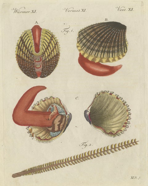 Original Antique Natural History Print of Shipworm and Sea Pen by Bertuch, 1800, close-up 1