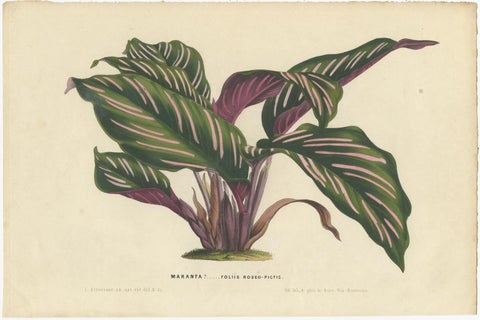 Set of 2 Antique Botany Prints of Maranta Plant Species by Van Houtte, '1848', view 2