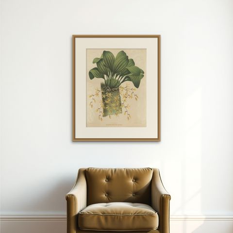 Large Orchid Illustrations of the Dutch East Indies: A Botanical Heritage, 1854, shown framed on a wall