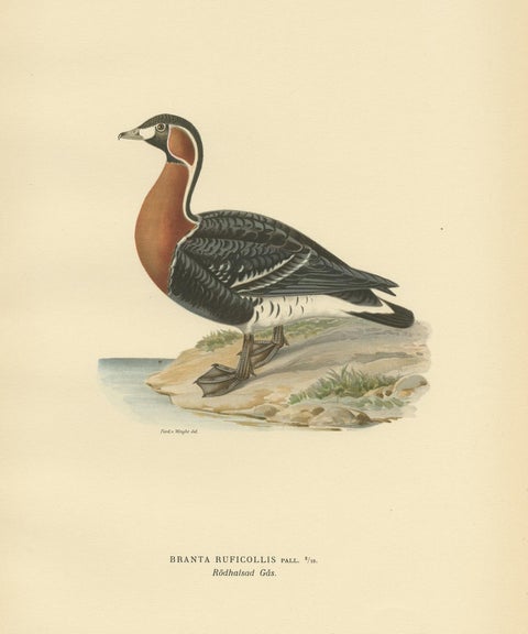 Antique Bird Print of the Red-Breasted Goose by Von Wright '1929', view 2