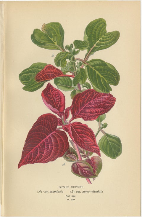 1897 Botanical Compilation, Bloodleaf, Joyweed, and Globe Amaranth, view 2