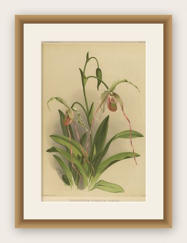 Antique Botanical Print, Exotic Orchid Selenipedium Hybridum Grande, c.1888, shown framed