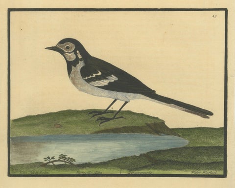 Antique Hand-Colored Engraving of the Water Wagtail by Eleazar Albin, circa 1730, close-up 2