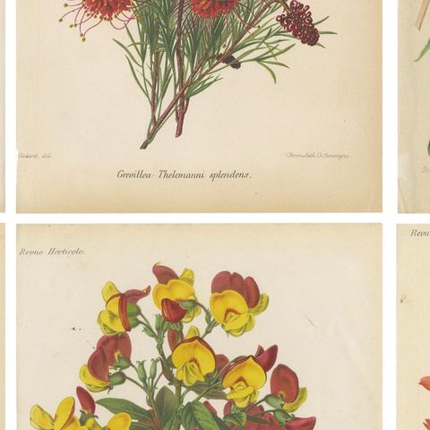 Exquisite Botanicals: Clianthus, Grevillea, Anthurium, and More, circa 1885, close-up 2
