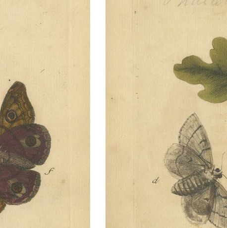 Antique English Moths with Oak Leaves, Hand-Colored Entomology Engravings 1720, close-up 1