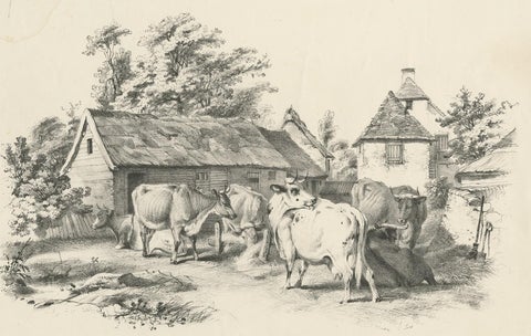 No. 7 Antique Print of Cattle by Cooper, view 2