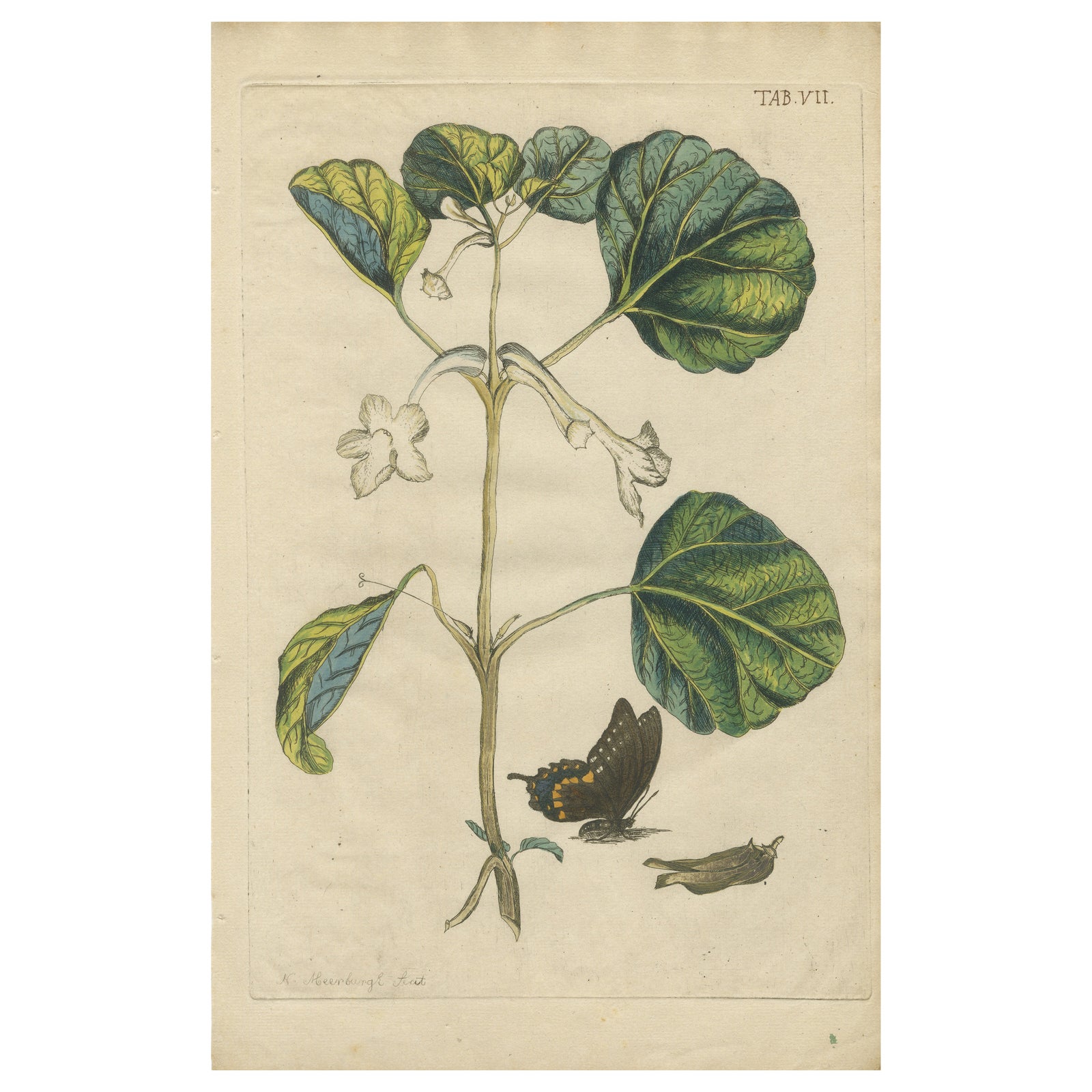 Bold Leaves and Butterfly, Hand-Colored Botanical Print from Meerburgh, 1775