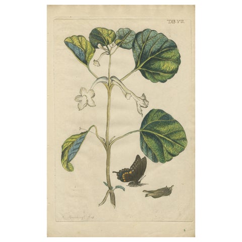 Bold Leaves and Butterfly, Hand-Colored Botanical Print from Meerburgh, 1775