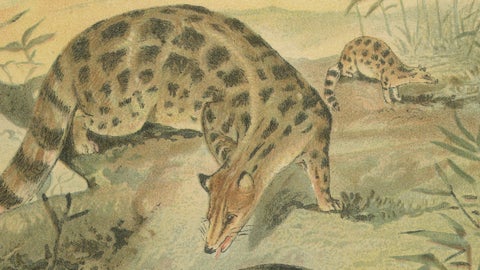 Linsangs, Rare Antique Asian Mammal Print, Victorian Zoology, 1894, close-up 3