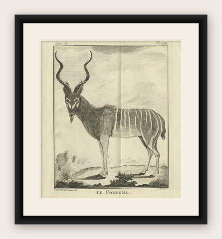 Pl. 53 Antique Print of an Antelope Species by Buffon 'circa 1770', shown framed