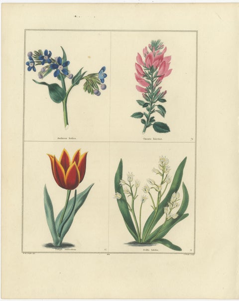 Beautiful Pair of Vintage Botanical Flower Prints, incl a Flame Tulip, 1828, view 3