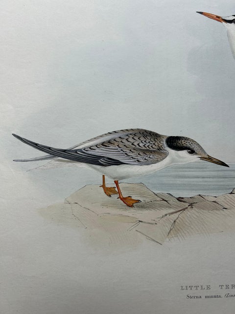 Little Tern, Antique Bird Print by John Gould, Europe Series c.1832, view 7