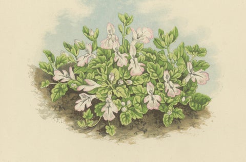 Corsican Betony and Coral Bead Plant, Hand-Coloured Botanical Print, 1874, close-up 3