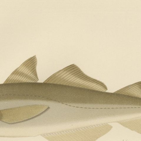Esmark's Cod and Grenadier Fish - Rare and Striking Scandinavian Litho, 1895, close-up 6