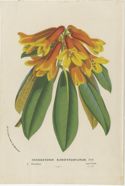 Lush and Vibrant: A Collection of Exotic Botanical Illustrations, circa 1875, view 5