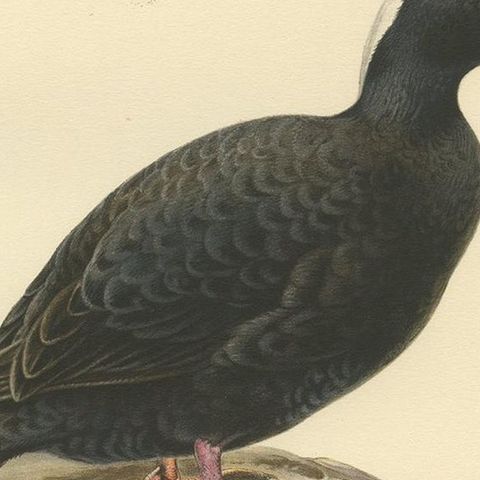 Antique Bird Print of the Surf Scoter by Von Wright, 1929, close-up 2