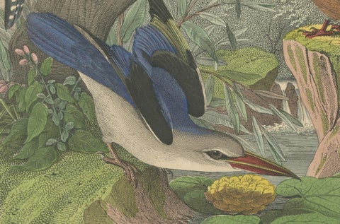 Hand-Coloured Lithograph of Kingfishers in Serenity: An 1852 Riverside Study, close-up 5