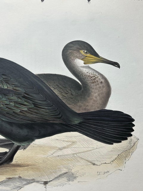 Shag or Green Cormorant, Antique Bird Print by John Gould, c.1832, view 8