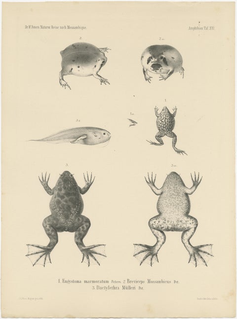 Frog Species of Mozambique: An Antique Naturalist's Journey, view 4