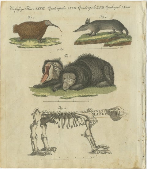 Intriguing 1805 Hand-Colored Engraving of Unique Mammals and Skeleton, view 2