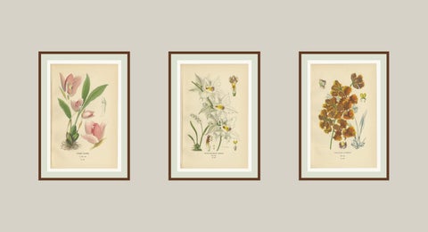 Set of 3 antique orchid lithographs, Lycaste, Odontoglossum & Oncidium, 1897, view 5