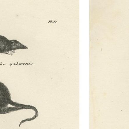Moles, Shrews, and Burrowing Mammals from 'The Mammals' Natural History, 1836, close-up 1