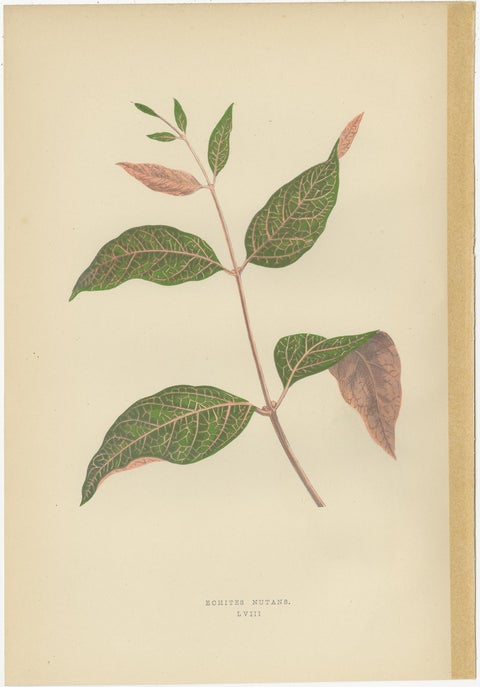 Set of 6 Botany Prints - Alocasia Metallica - Echites Nutans (1891), view 5