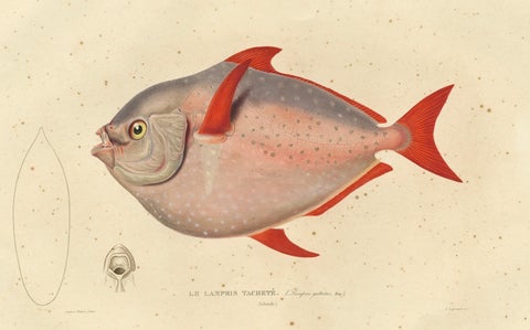 Old Fish Print Named Opah, Cravo, Moonfish, Kingfish or Jerusalem Haddock, 1842, close-up 3