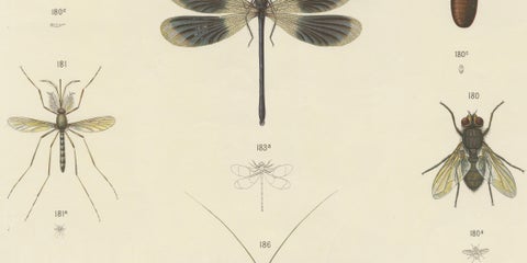 Large Antique Entomology Poster, Dragonflies, Crickets & Flies, ca.1880, close-up 4