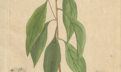 Antique Camphor Botanical Print, Laurus Camphora, Hand Colored, c.1831, close-up 2