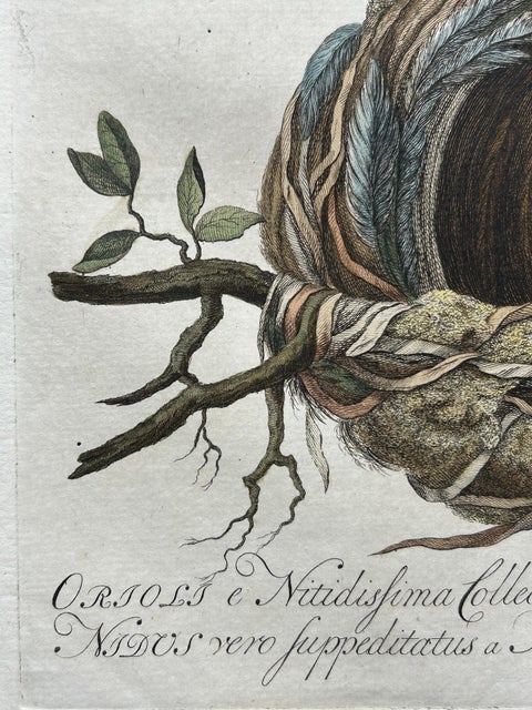 Eurasian Golden Oriole with Nest, Antique Bird Engraving, Nozeman & Sepp 1770, view 10
