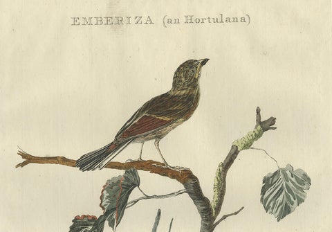 Ortolan Bunting, Antique Dutch Bird Print by Sepp & Nozeman, 1789, close-up 3