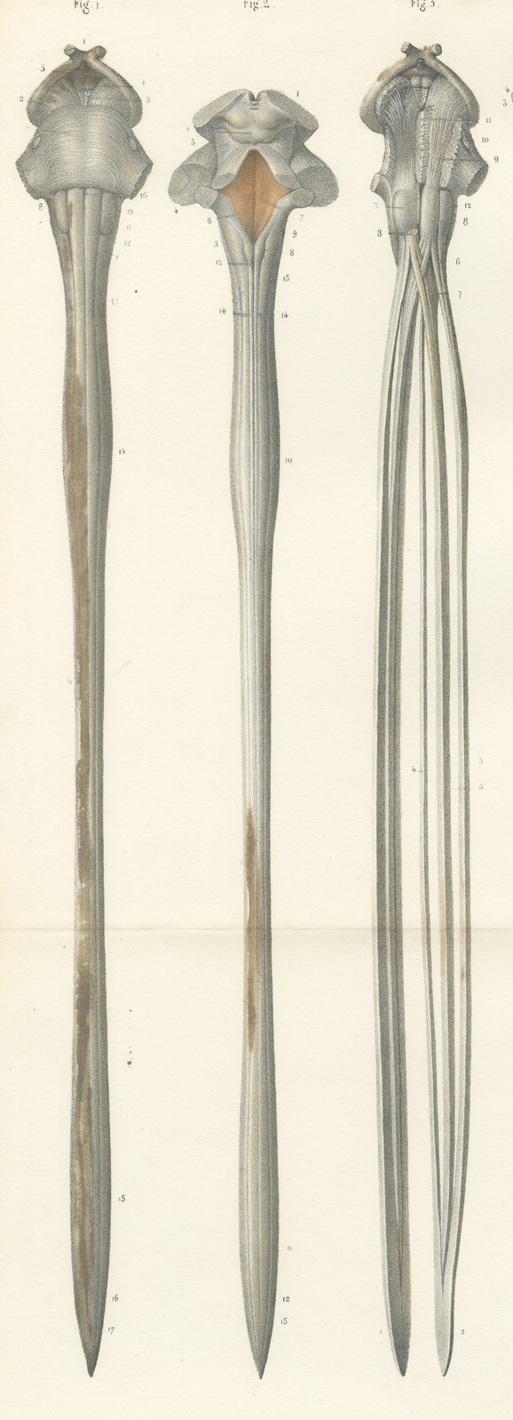 Spinal Cord and Its Serial Sections, Hirschfeld Double Folding Plate, 1866