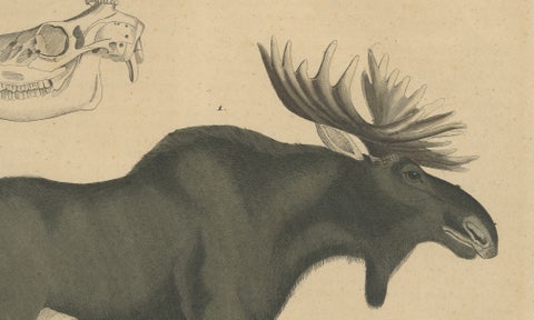 Antique Moose / Eurasian Elk & Antler Anatomy Lithograph, 1845, close-up 3