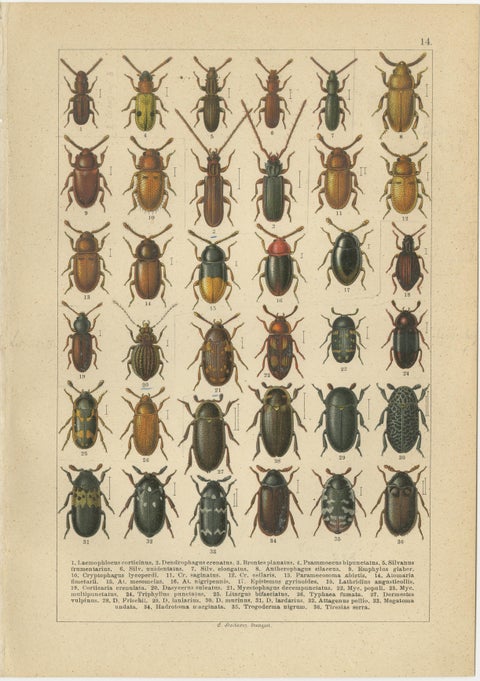 Museum Style Beetle Specimen Plates, Victorian Entomology Prints, Set of 8, view 7
