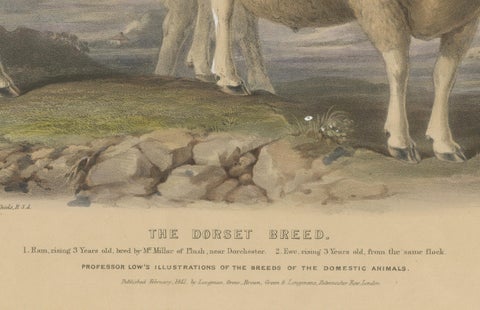 Old Lithograph of a Ram and Ewe of the Dorset Breed - 1841, close-up 1