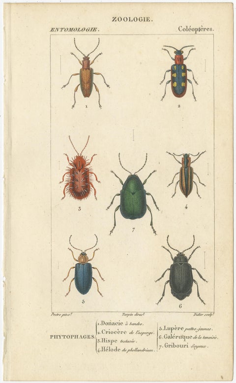 Set of 9 Antique Prints of Various Insects by Turpin, 1816, view 7