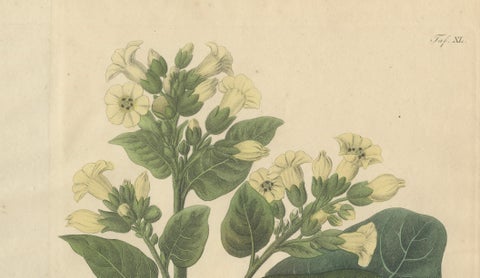 Antique Botanical Print of Nicotiana Rustica, Copper Engraving, c.1831, close-up 2